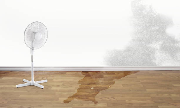 Best Water damage contractors near me  in Martin, SD